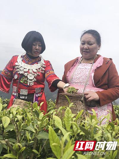 300多斤明前茶销售难 独臂胡大姐直播“带货”