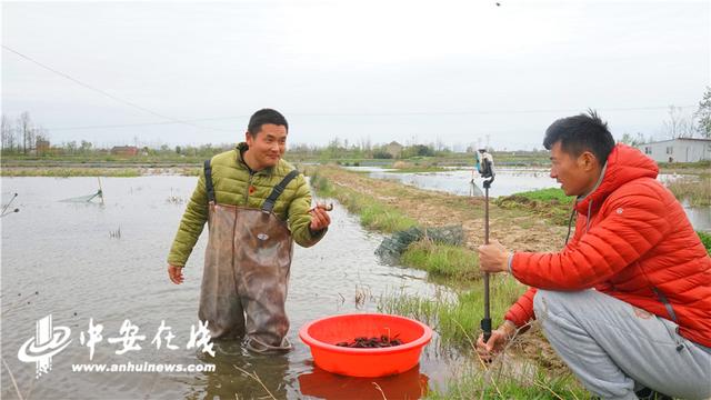 六安这个村试水“直播带货”——“我们的土特产有销路了”