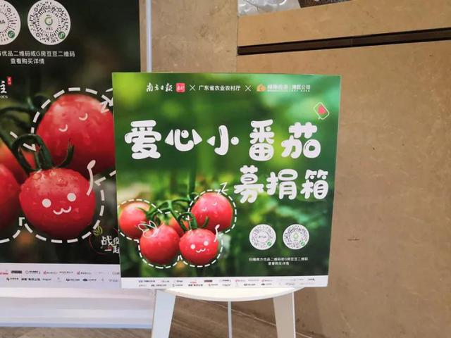 廉江小番茄滞销，这家房企发起爱心“带货”