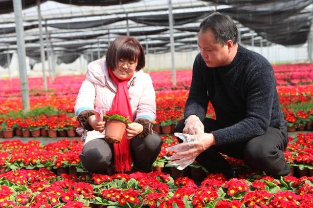 直播带货，也是蛮拼的！江苏海安这位“鲜花”支书，带领花农网上“淘金”