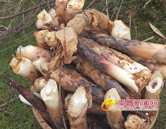 160万斤雷笋滞销 书记变身“带货主播”