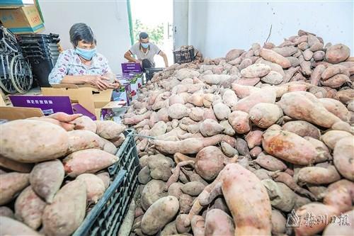 干群齐“带货”番薯成“网红”