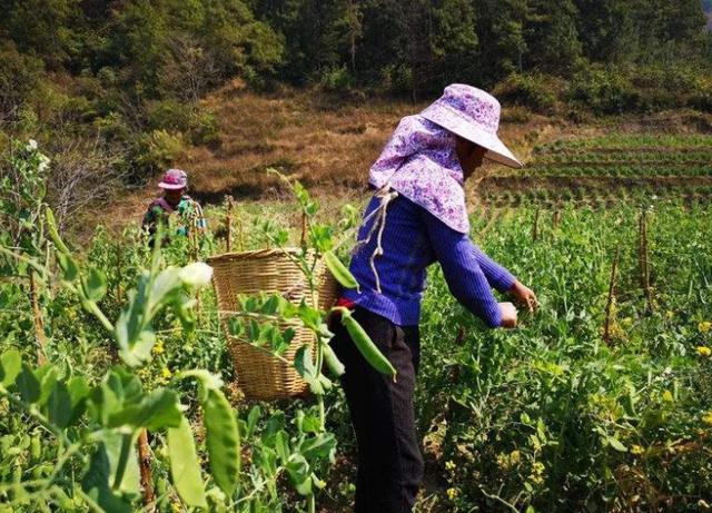 干部“带货”，功夫在镜头之外