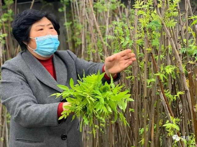 乡村干部直播带货，泰安邱家店香椿8.8元一斤，走过路过别错过