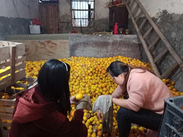 “货郎干部”为民解忧线上带货，1000斤滞销柠檬一天卖完