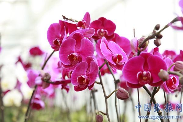 民乐青年“网红”直播带货 助力乡村振兴